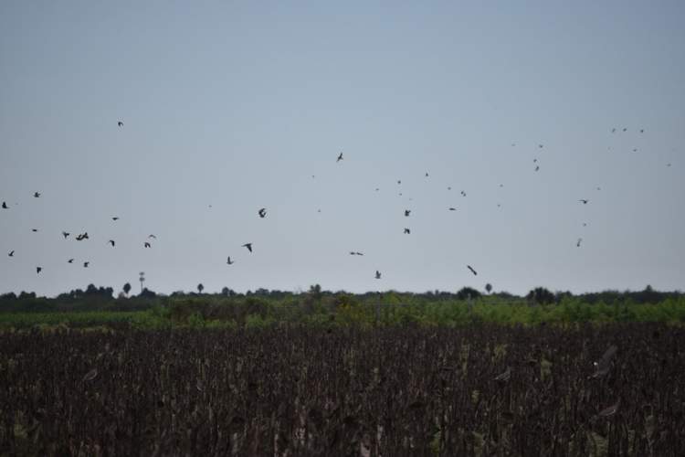 Doves over a sunflower field