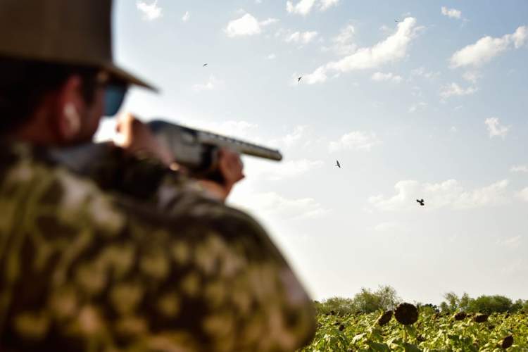 Action packed Rio Grande Valley dove hunt — photo 3