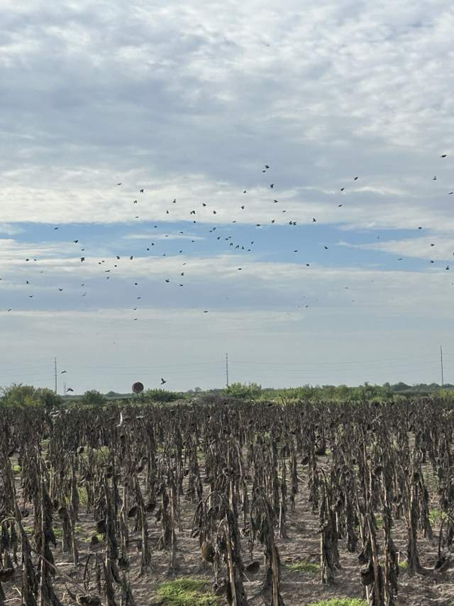 Action packed Rio Grande Valley dove hunt — photo 11