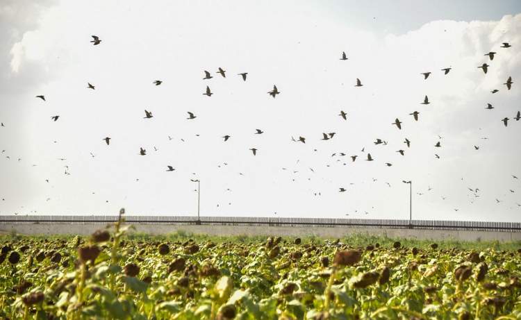 Doves pouring over the field