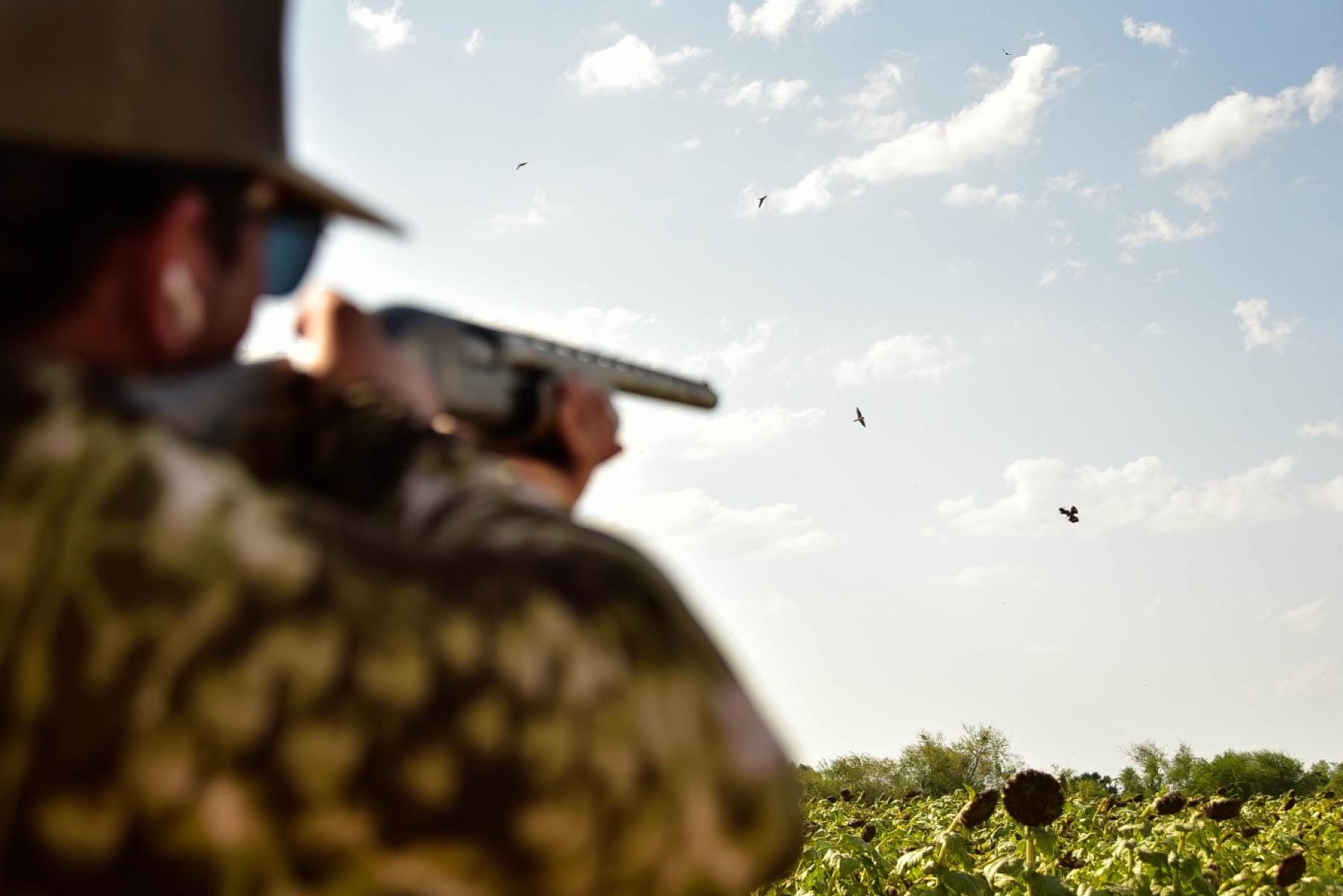Hunter swinging on doves over a Rio Grande Valley sunflower field