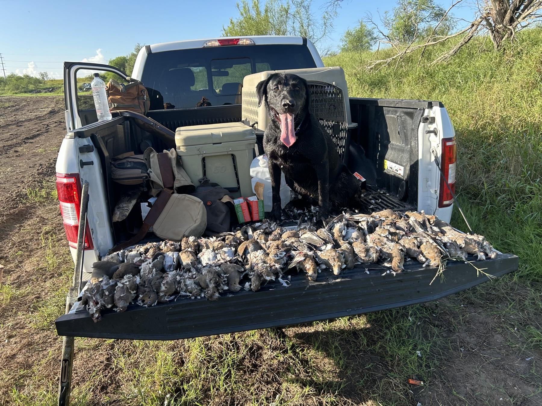 Bird dog on a tailgate covered with doves after a hunt