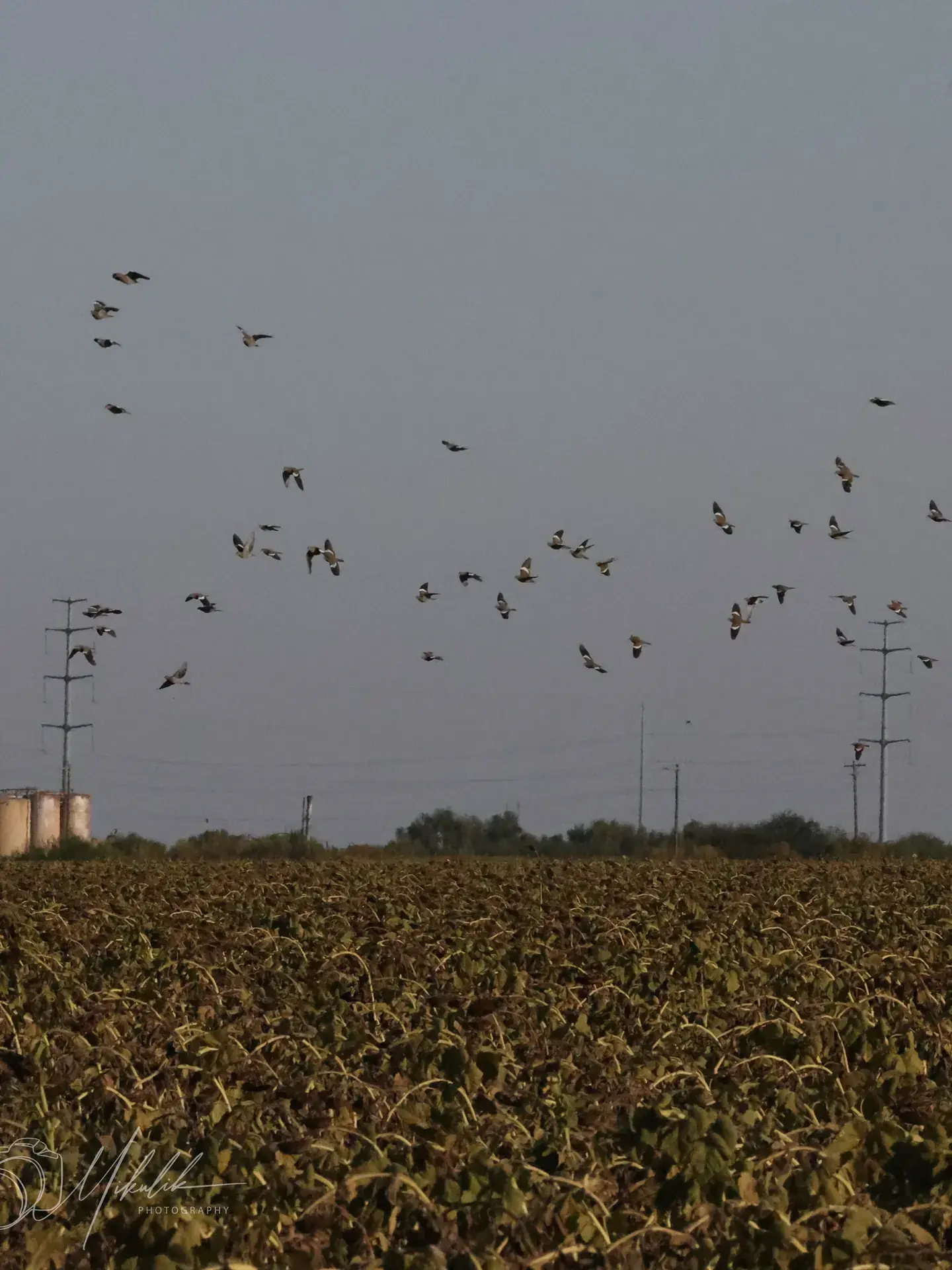 Dozens of doves in flight over a sunflower field and power lines at dawn