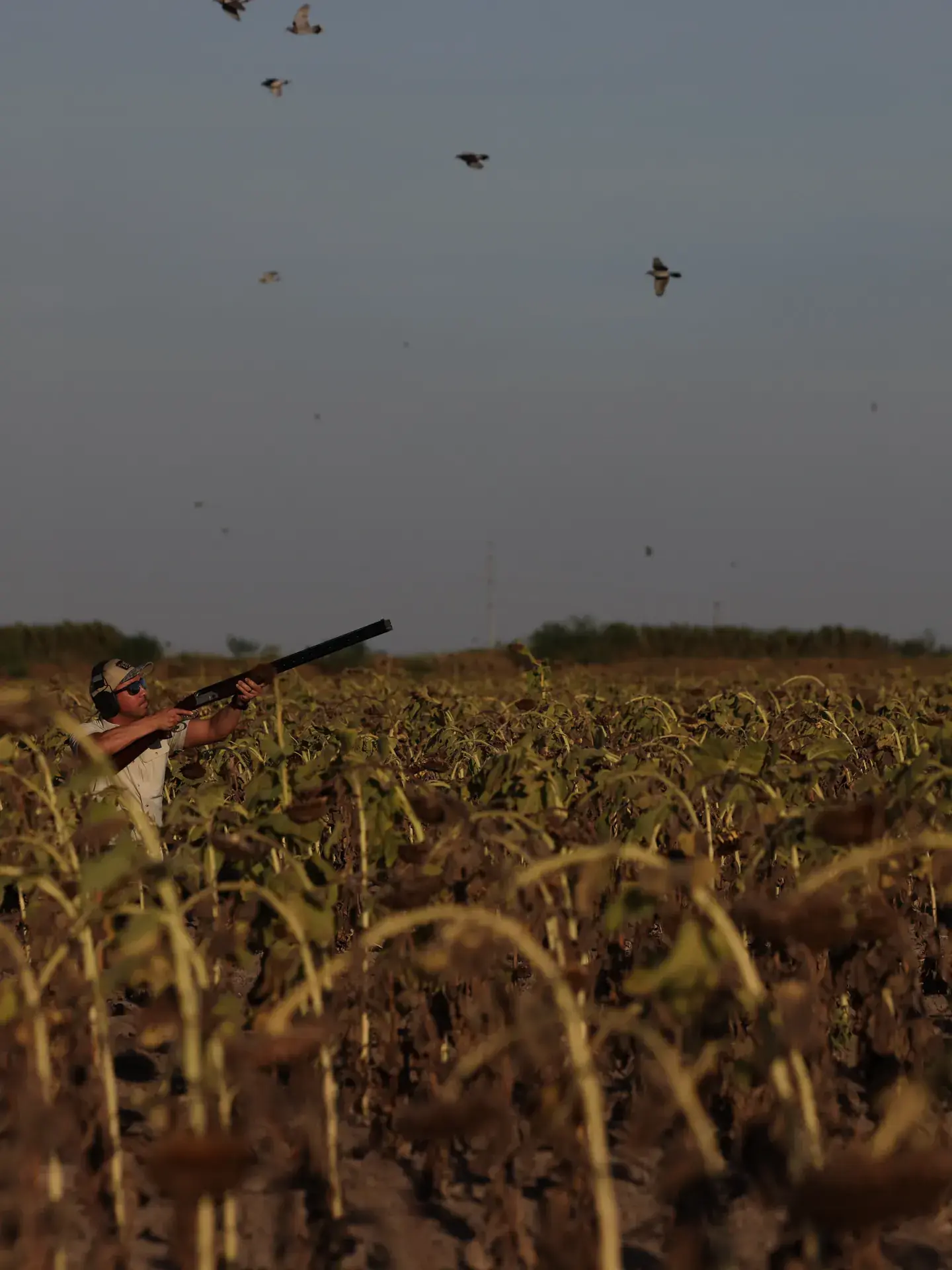 Hunter shouldering a shotgun in a sunflower field as doves fly overhead
