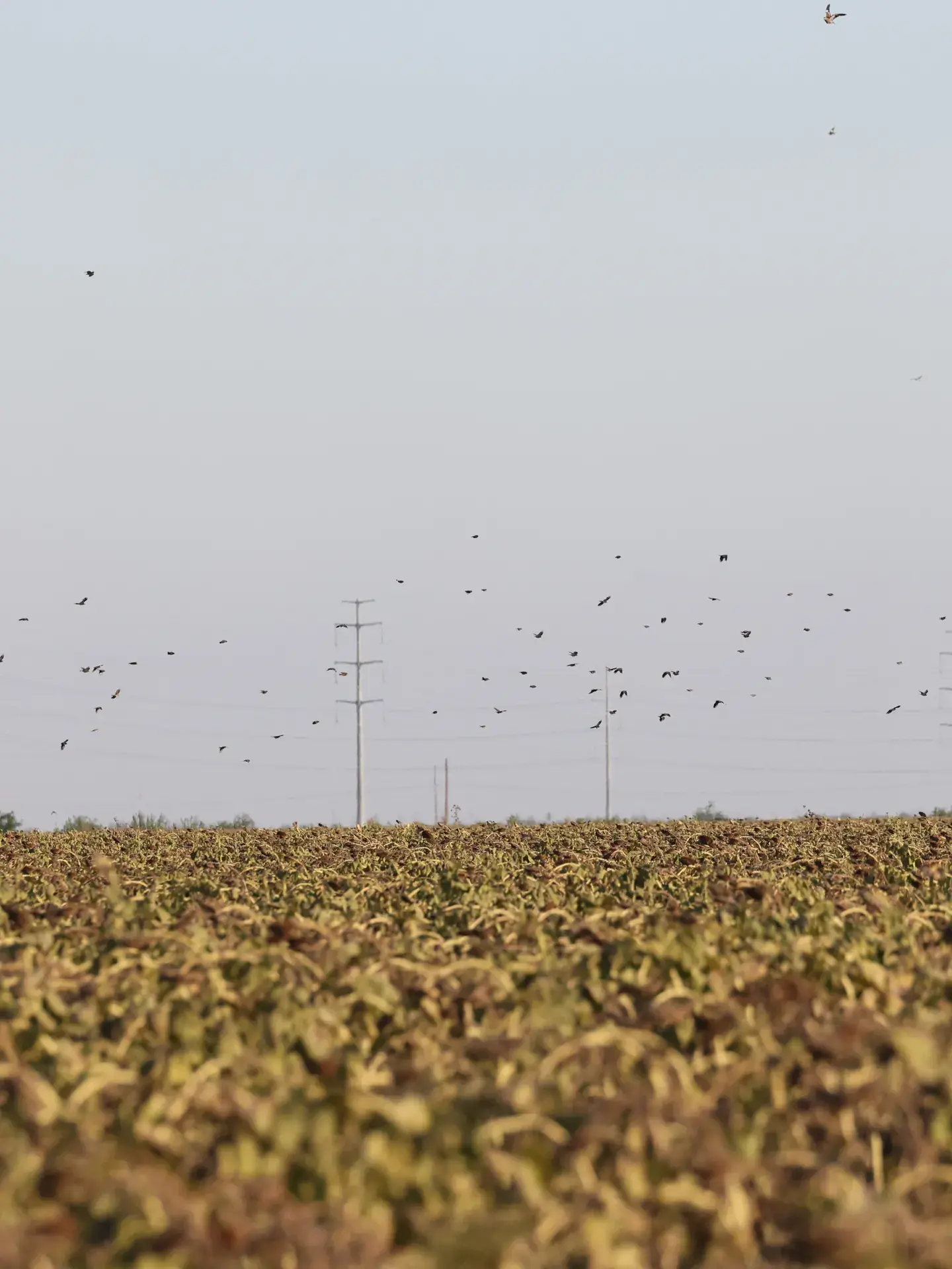 A large flight of doves spread across the sky above a sunflower field