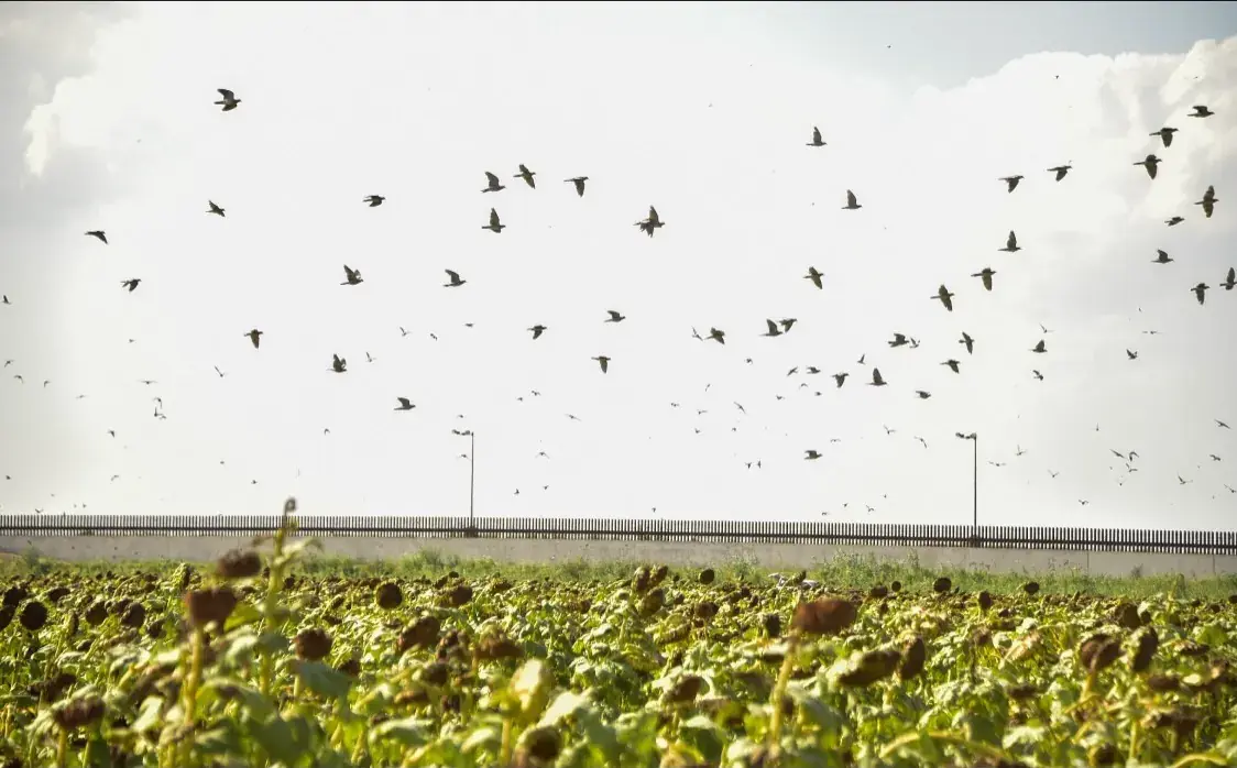 A flock of doves flying over a green sunflower field
