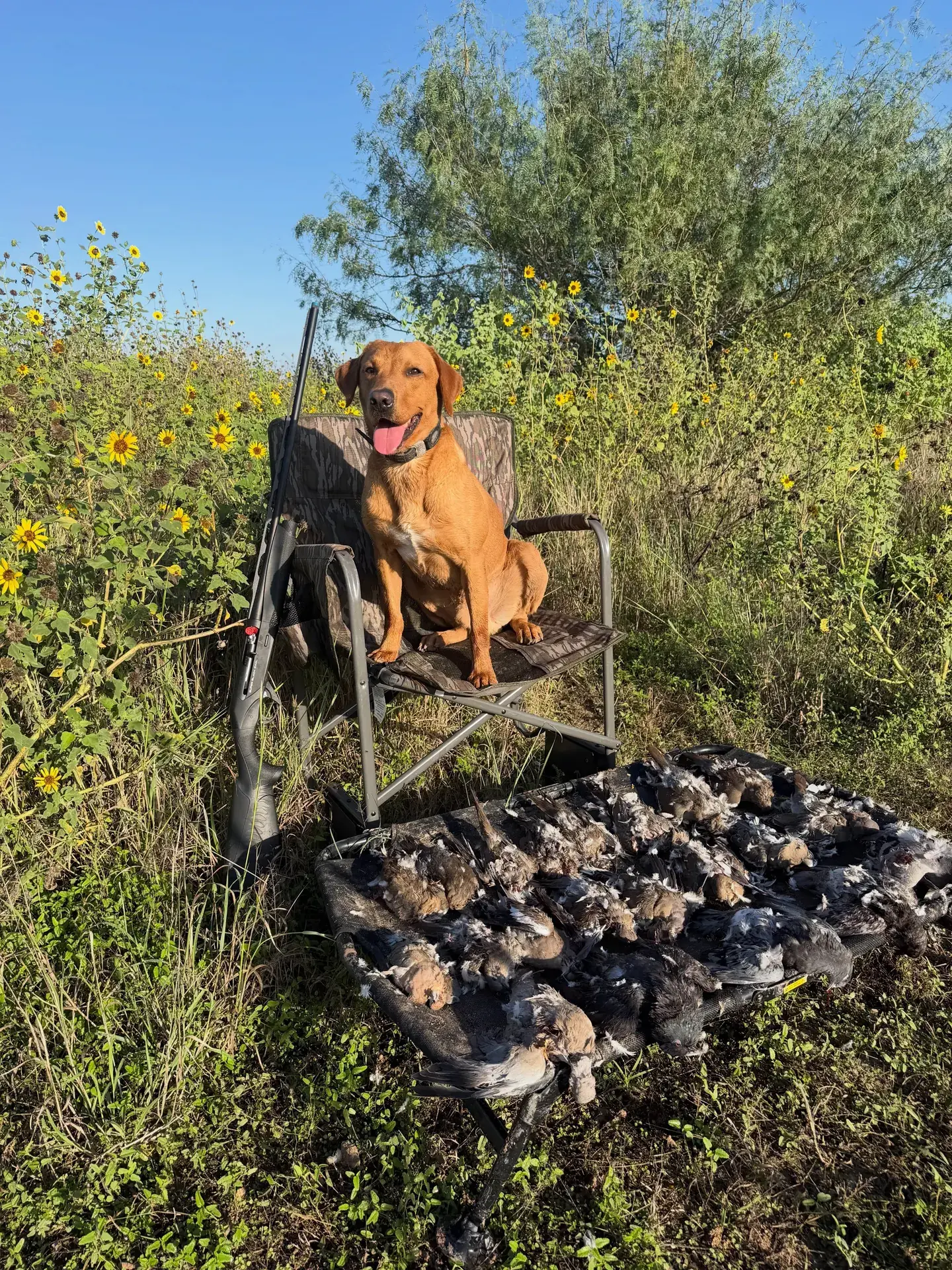 Yellow Labrador sitting in a field chair beside a tray of harvested doves among wild sunflowers