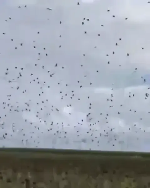 A huge flight of doves filling a cloudy sky above a South Texas sunflower field