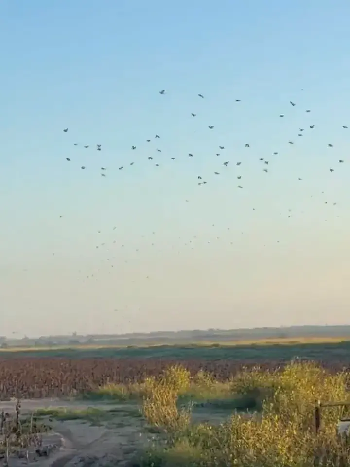 A flock of doves flying over a brushy field at sunrise