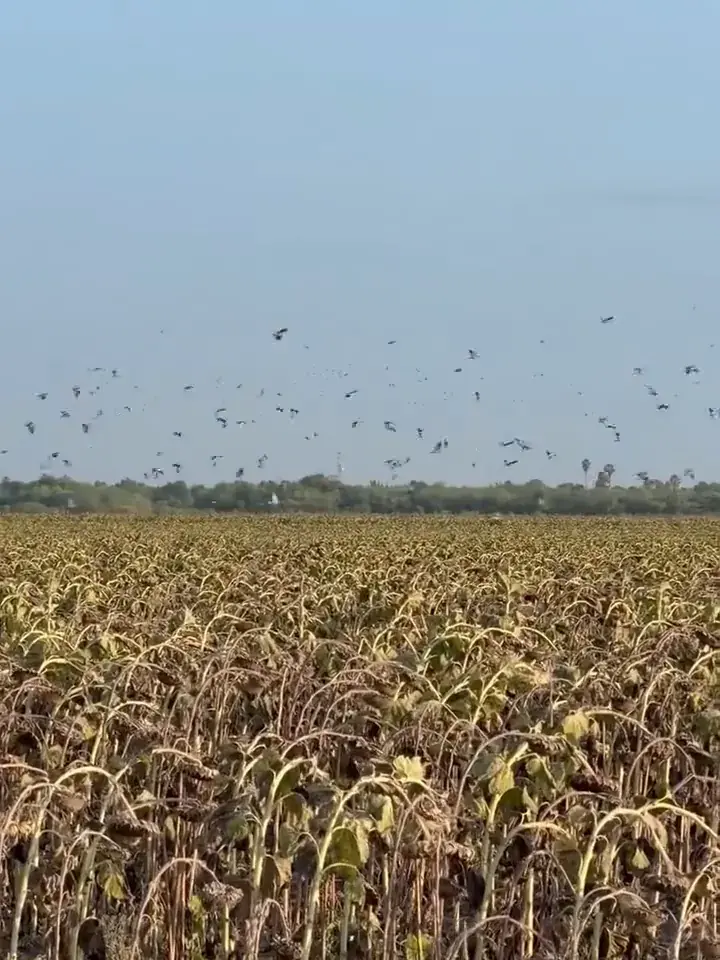 Doves sweeping low over a field of dried sunflowers