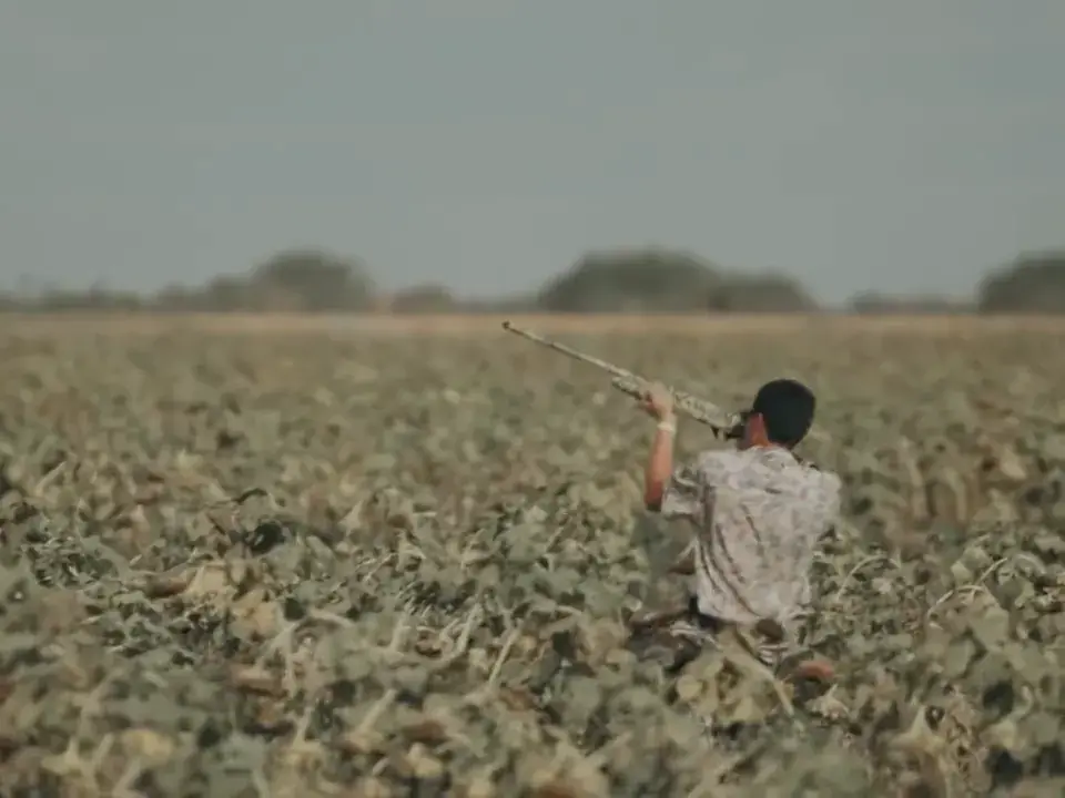 Hunters swinging on doves in a sunflower field, including a young shooter aiming skyward