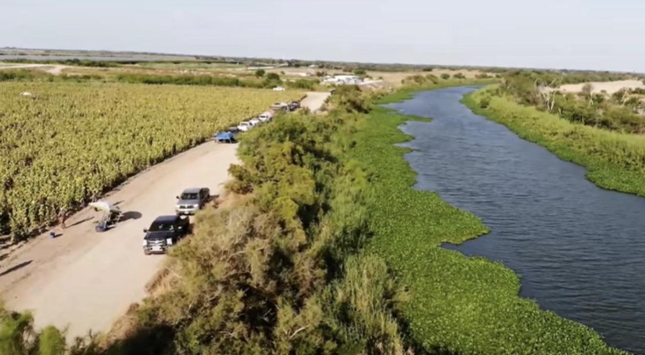Hunters set up along a managed sunflower field at sunrise in the Rio Grande Valley